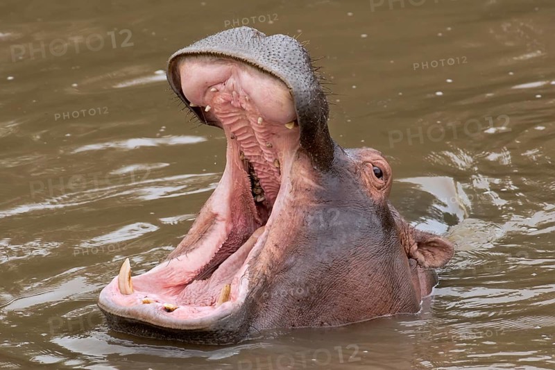 Hippopotamus (Hippopotamus amphibius) with a wide open mouth