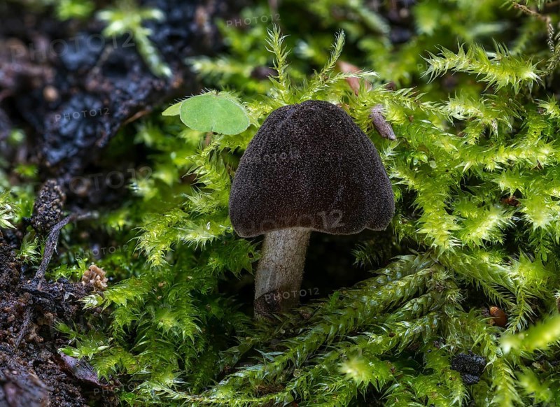 Pluteus ephebeus (Pluteus ephebeus)