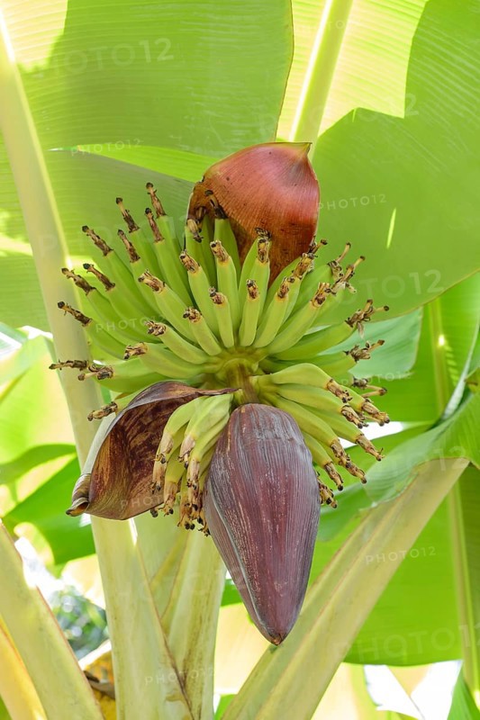 Banana tree (Musa sp.)