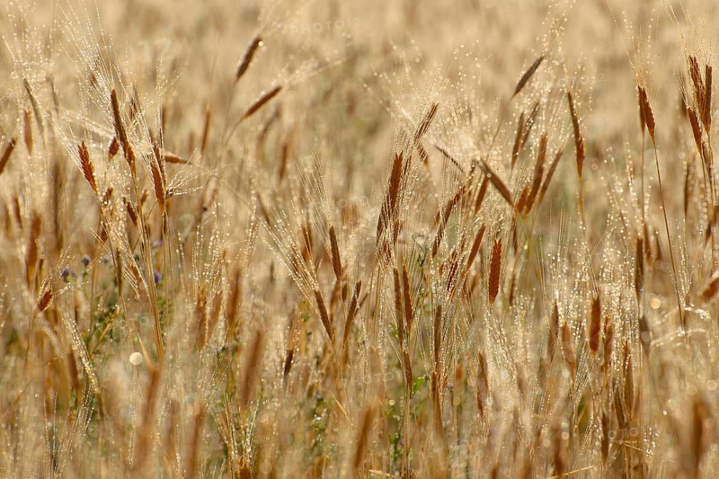 Wheat (Triticum sp.) field
