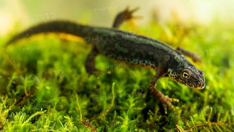 Alpine newt (Ichthyosaura alpestris) floats over aquatic plants