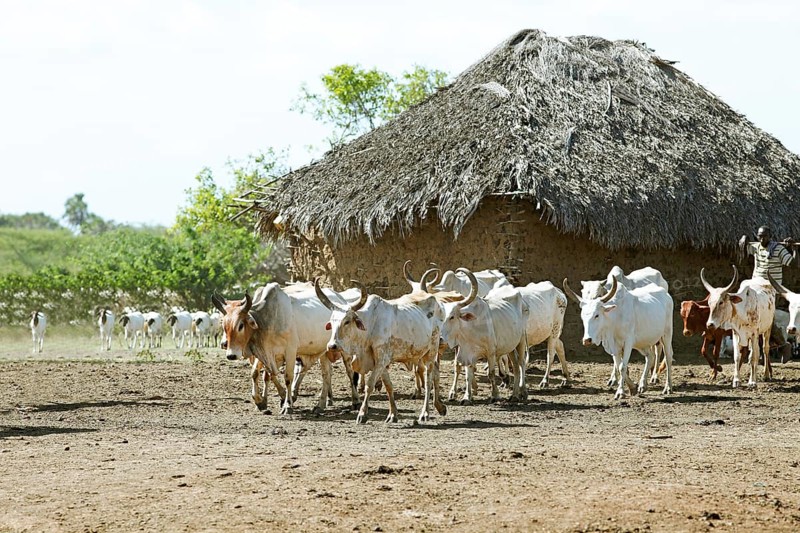 Zebu