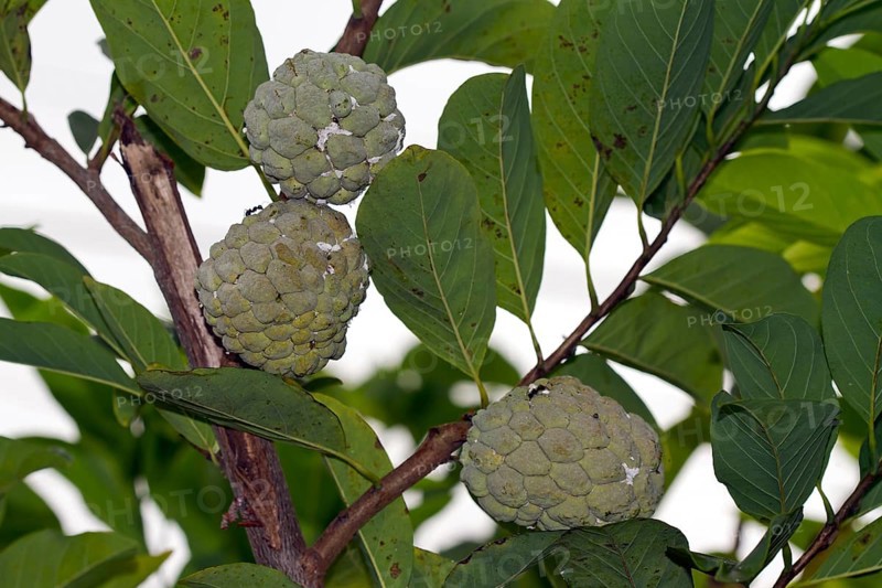 wild-sweetsop (Annona reticulata)