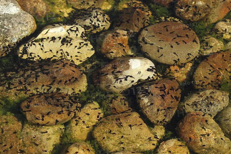 Alpine newt (Triturus alpestris) tadpoles in garden pond