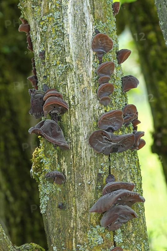Mushrooms