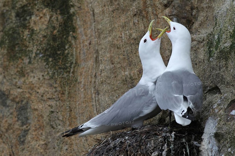 Black-legged kittiwakes (Rissa tridactyl)