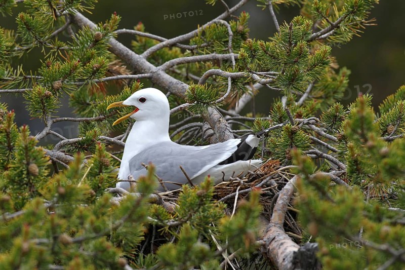 Common gull (Larus canus)