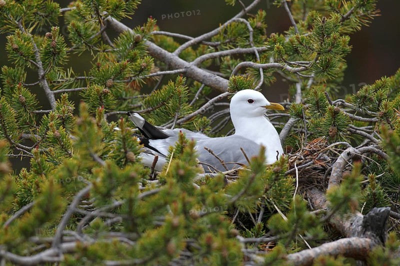 Common gull (Larus canus) sitting in nest on dwarf pine