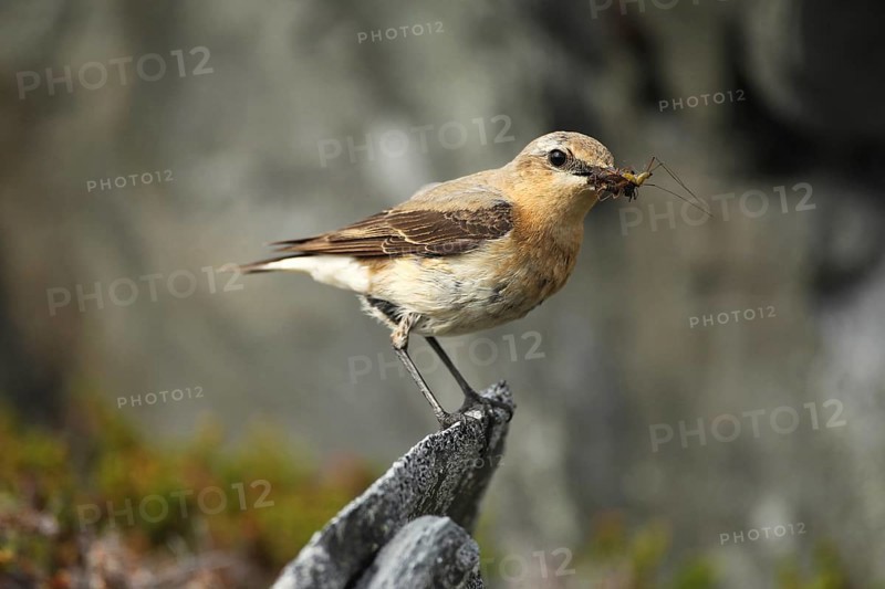 Northern wheatear (Oenanthe oenanthe)