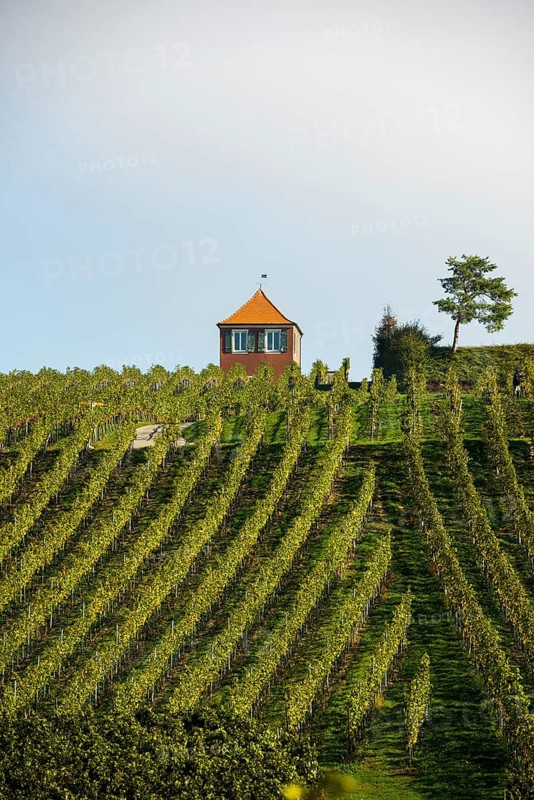 Red vine cottage with vineyard