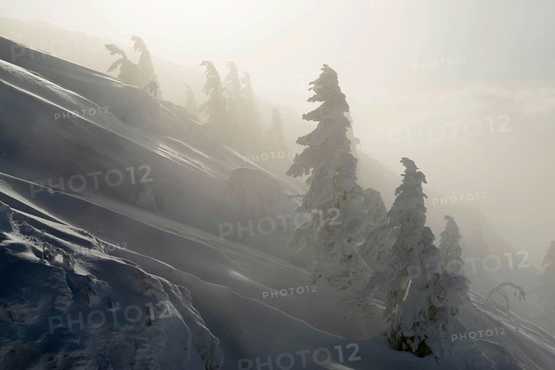 Snow-covered mountain spruces in winter
