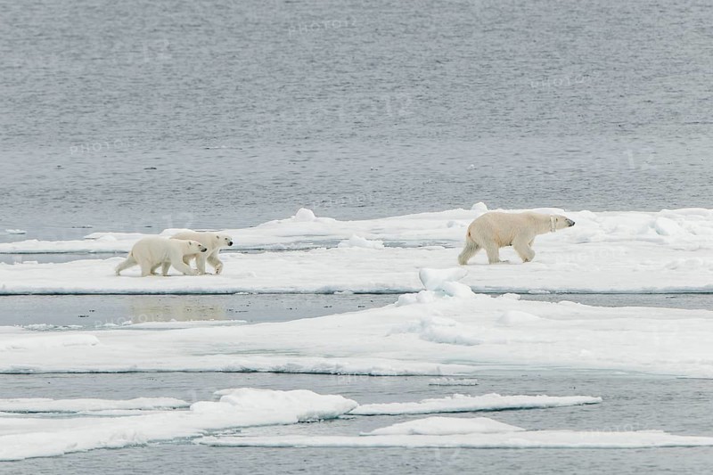 Polar bear (Ursus maritimus)
