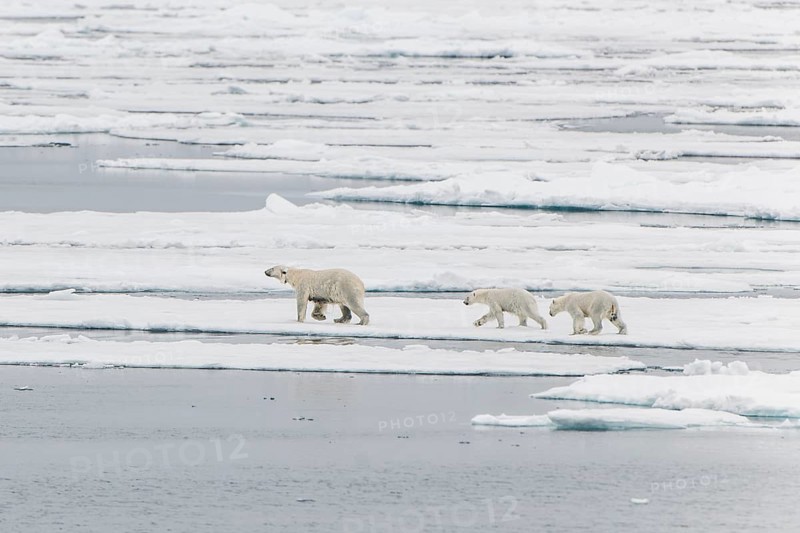 Polar bear (Ursus maritimus)