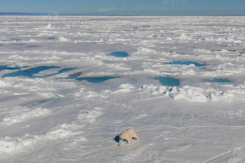 Polar bear (Ursus maritimus) walking on ice