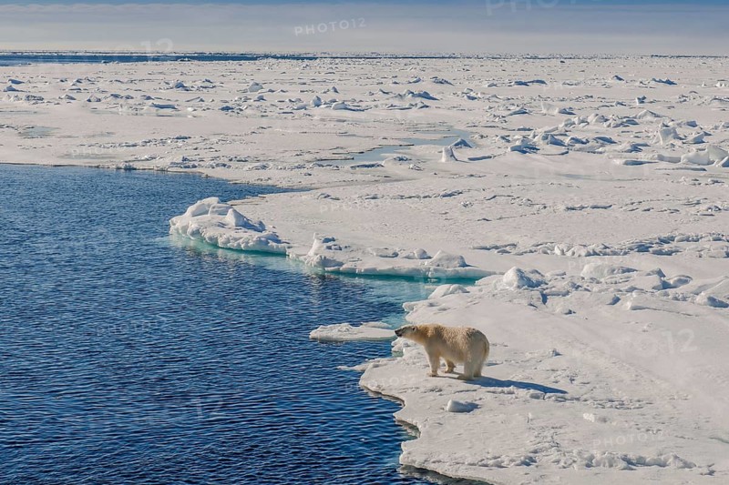 Polar bear (Ursus maritimus)