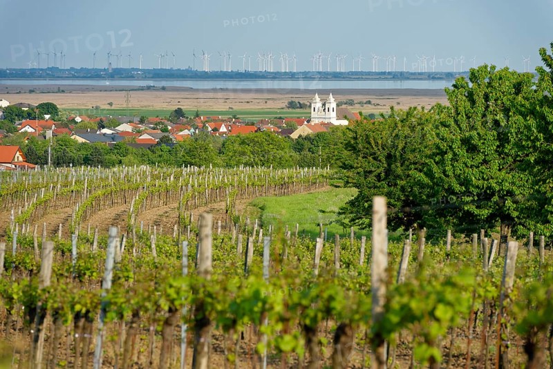 Vineyard