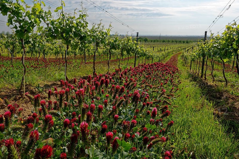 Vineyard