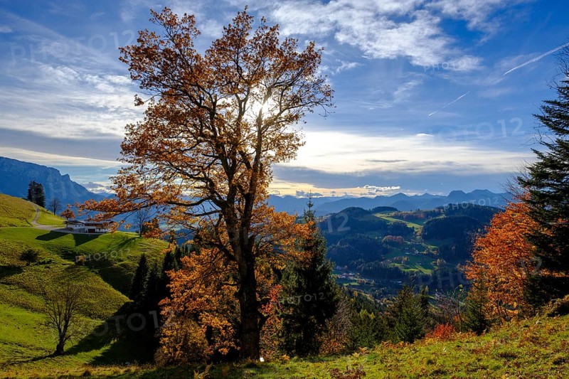 Autumn tree with mountain landscape