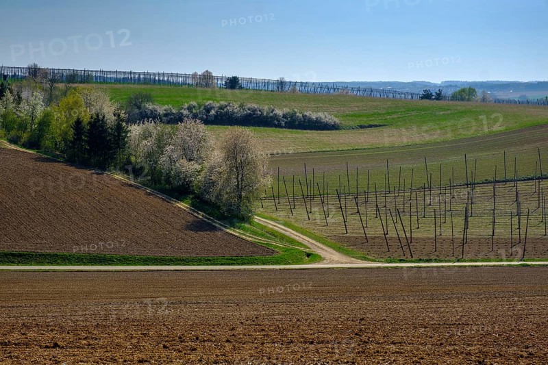 Hop fields