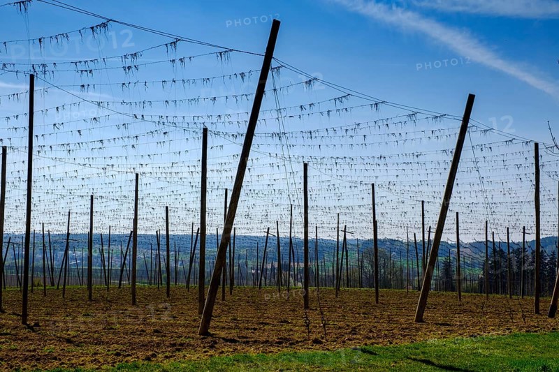 Hop fields