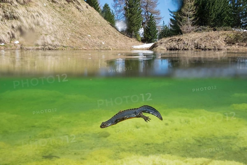 Alpine newt (Ichthyosaura alpestris)