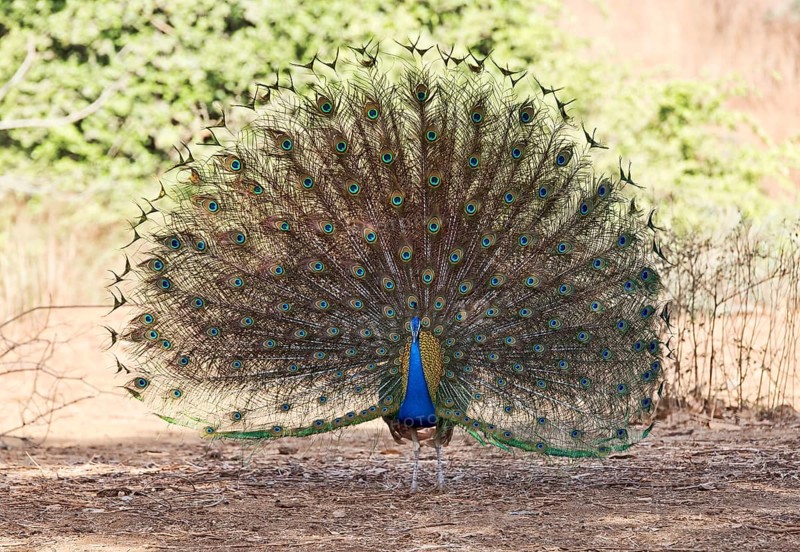 Indian peafowl