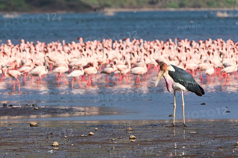 Marabou stork (Leptoptilos crumeniferus) and lesser flamingos (Phoeniconaias minor)