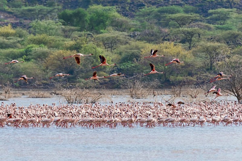 Flamingos (Phoenicopteridae)