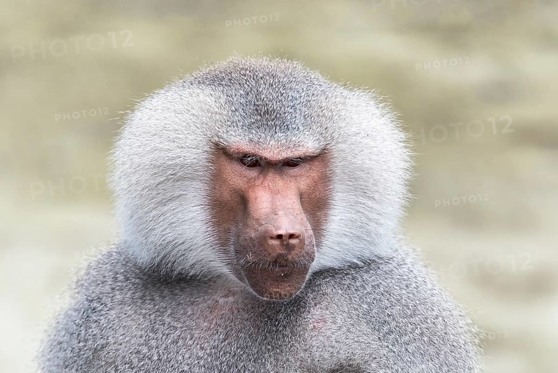 Captive adult male mantelpavian (Papio hamadryas)