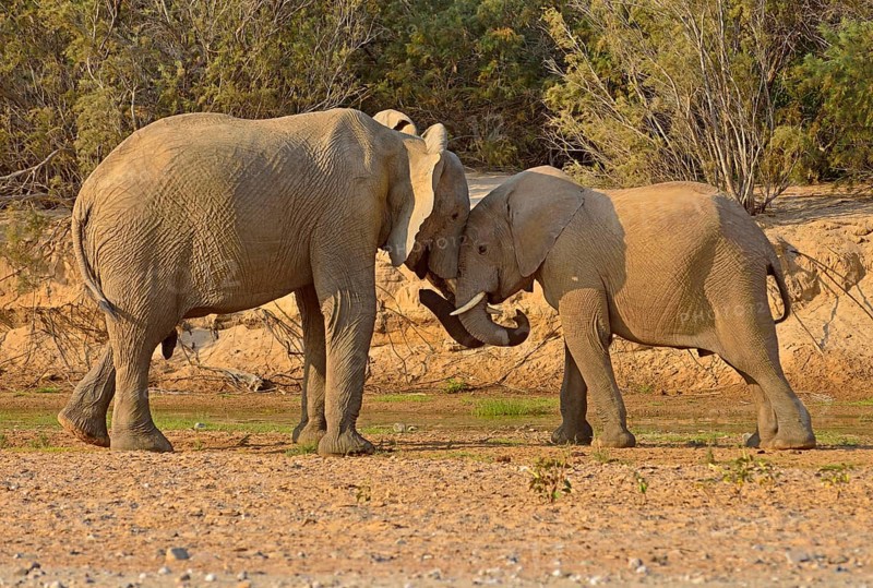 Namibian Desert elephants (Loxodonta africana)