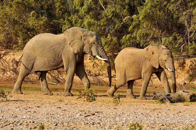 Namibian Desert elephants (Loxodonta africana)