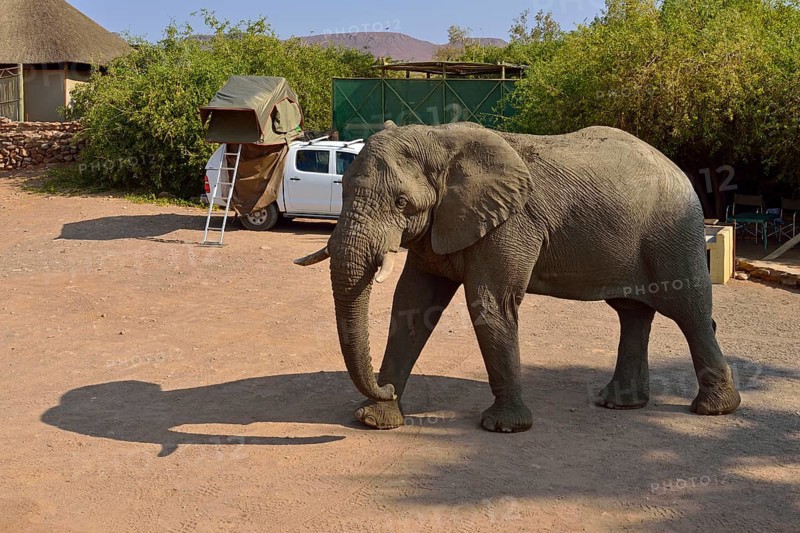 Namibian Desert elephant (Loxodonta africana)