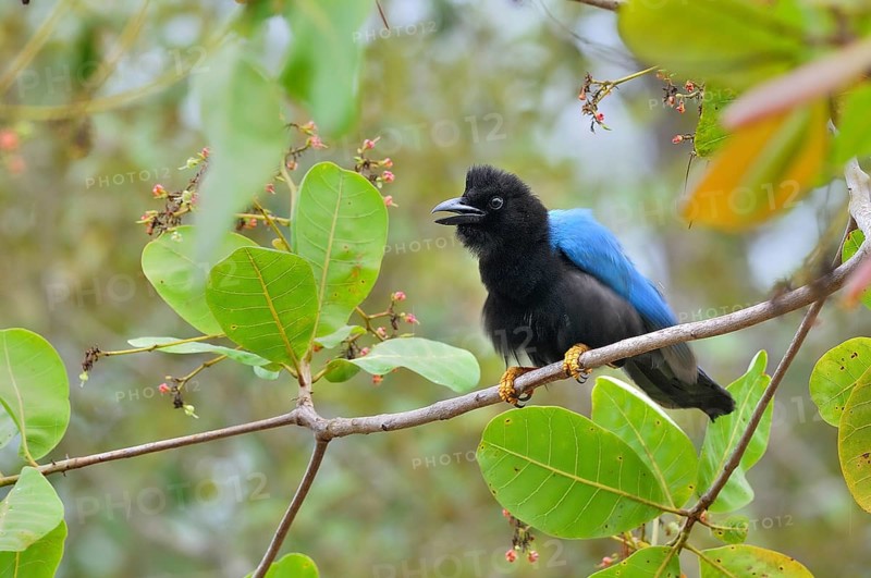 Yucatan jay (cyanocorax yucatanicus)