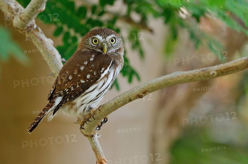 Ferruginous pygmy owl (glaucidium brasilianum)
