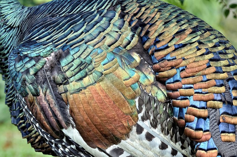 Ocellated turkey (meleagris ocellata)