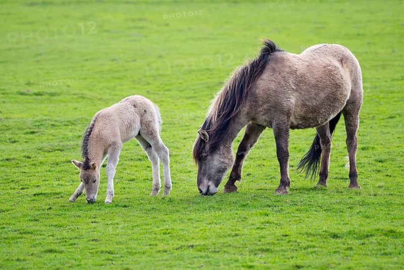 Tarpan (Equus ferus gmelini