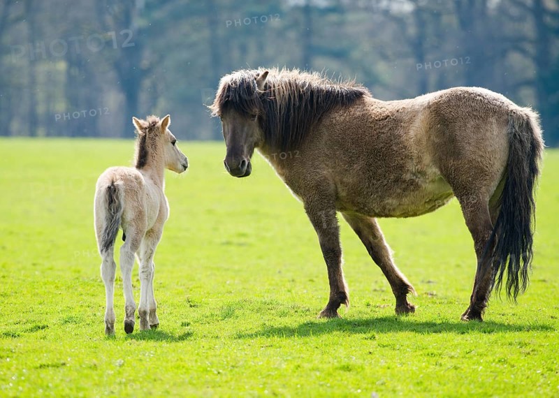 Tarpan (Equus ferus gmelini