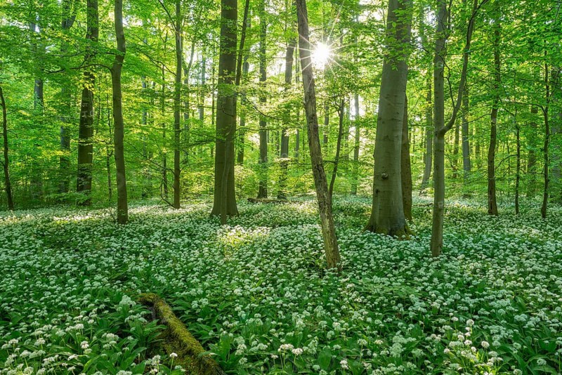 Common Beech forest (Fagus sylvatica) with flowering Ramsom (Allium ursinum)