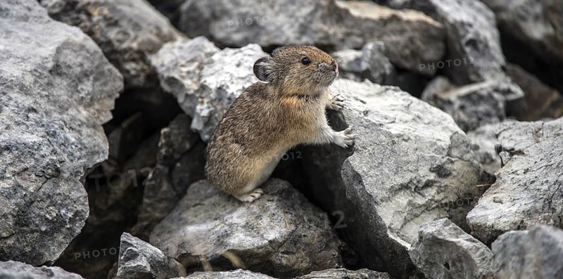 American pika (Ochotona princeps) on the lookout