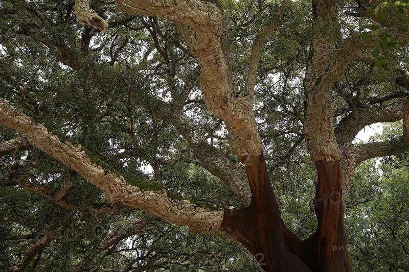 Cork oak (Quercus suber)