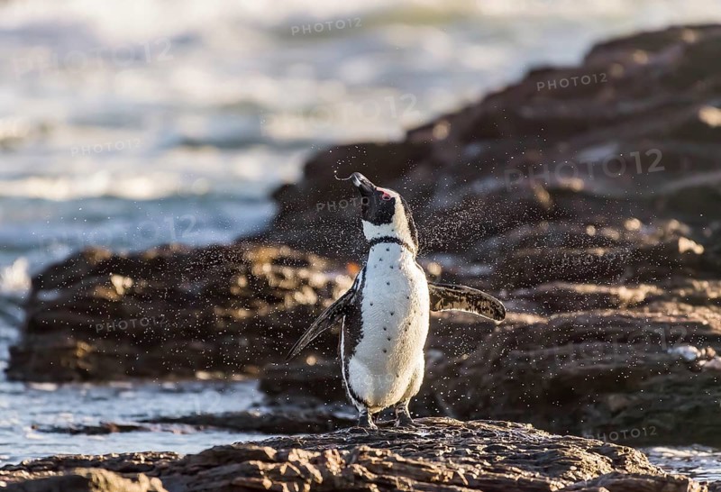 African penguin (Speniscus demersus) shaking water from feathers
