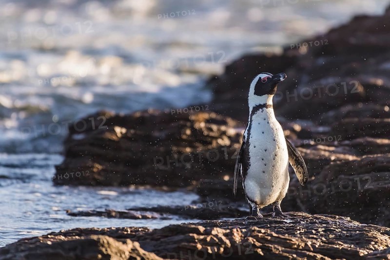 African penguin (Speniscus demersus) shaking water from feathers