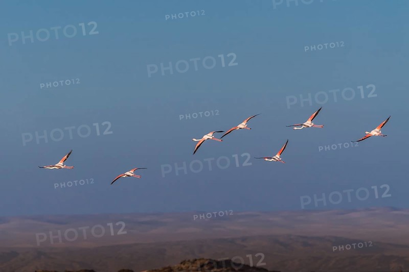 Pink flamingos (Phoenicopterus roseus)