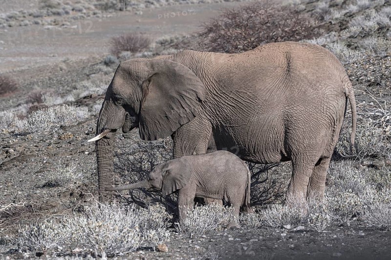 African bush elephants (Loxodonta africana)