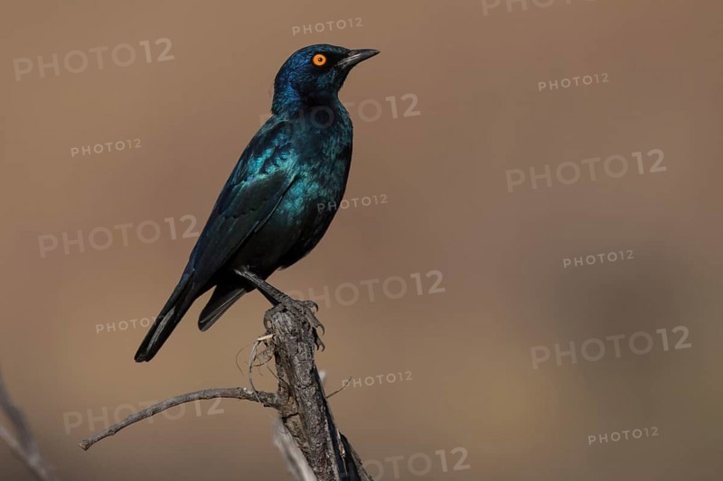 Greater blue-eared starling (Lamprotornis chalybaeus) sitting on tree branch