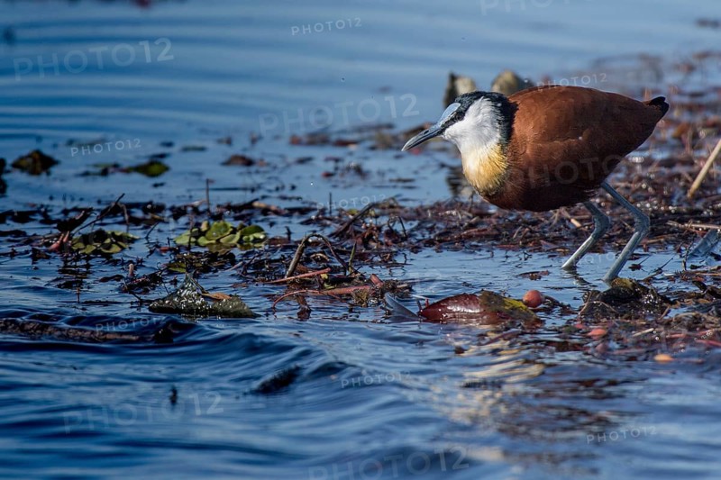 African Jacana (Actophilornis africanus) in water