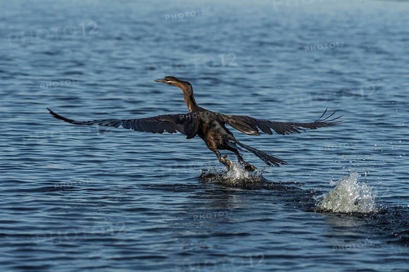 African Darter (Anhinga rufa) starts from the water