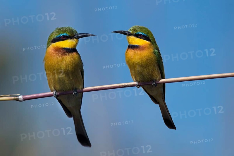 Little Bee-eater (Merops pusillus) sitting on blade