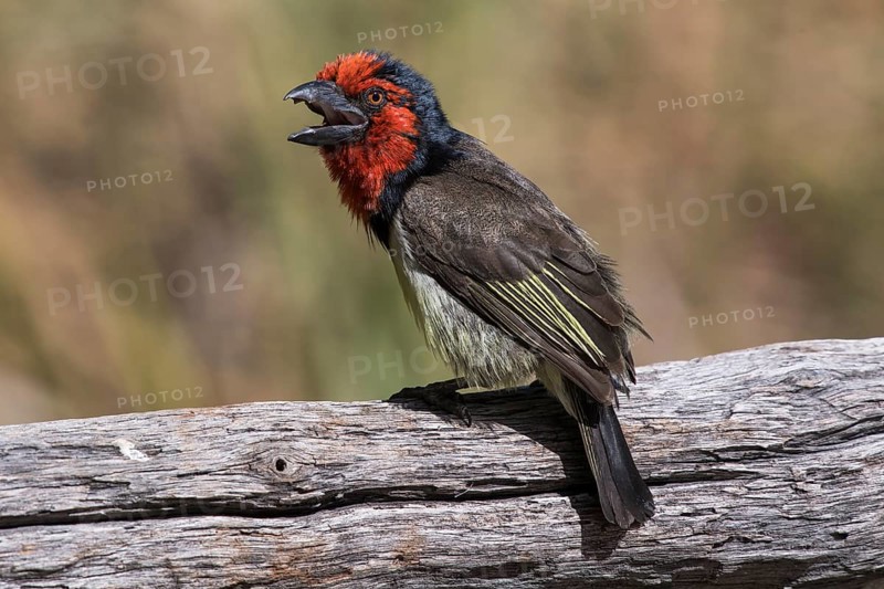 Black-collared barbet (Lybius torquatus) sitting on tree trunk