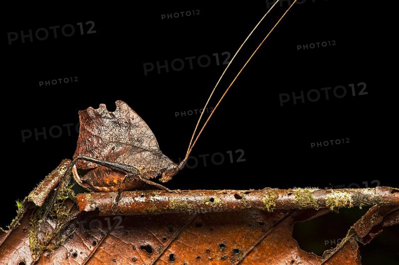 Katydid or bush cricket (Tettigoniidae) mimicking withered leaf